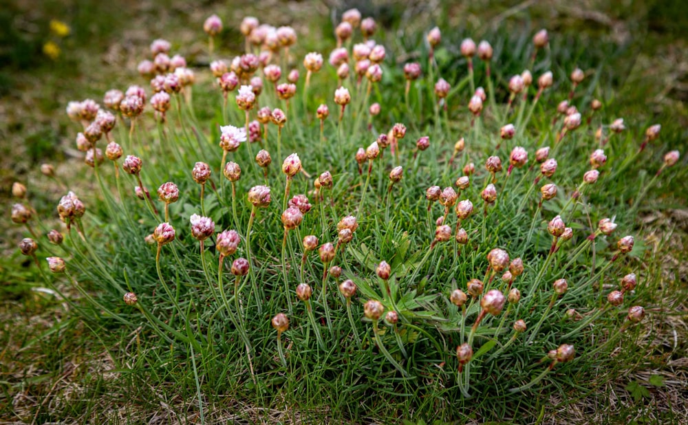 a bunch of flowers that are in the grass