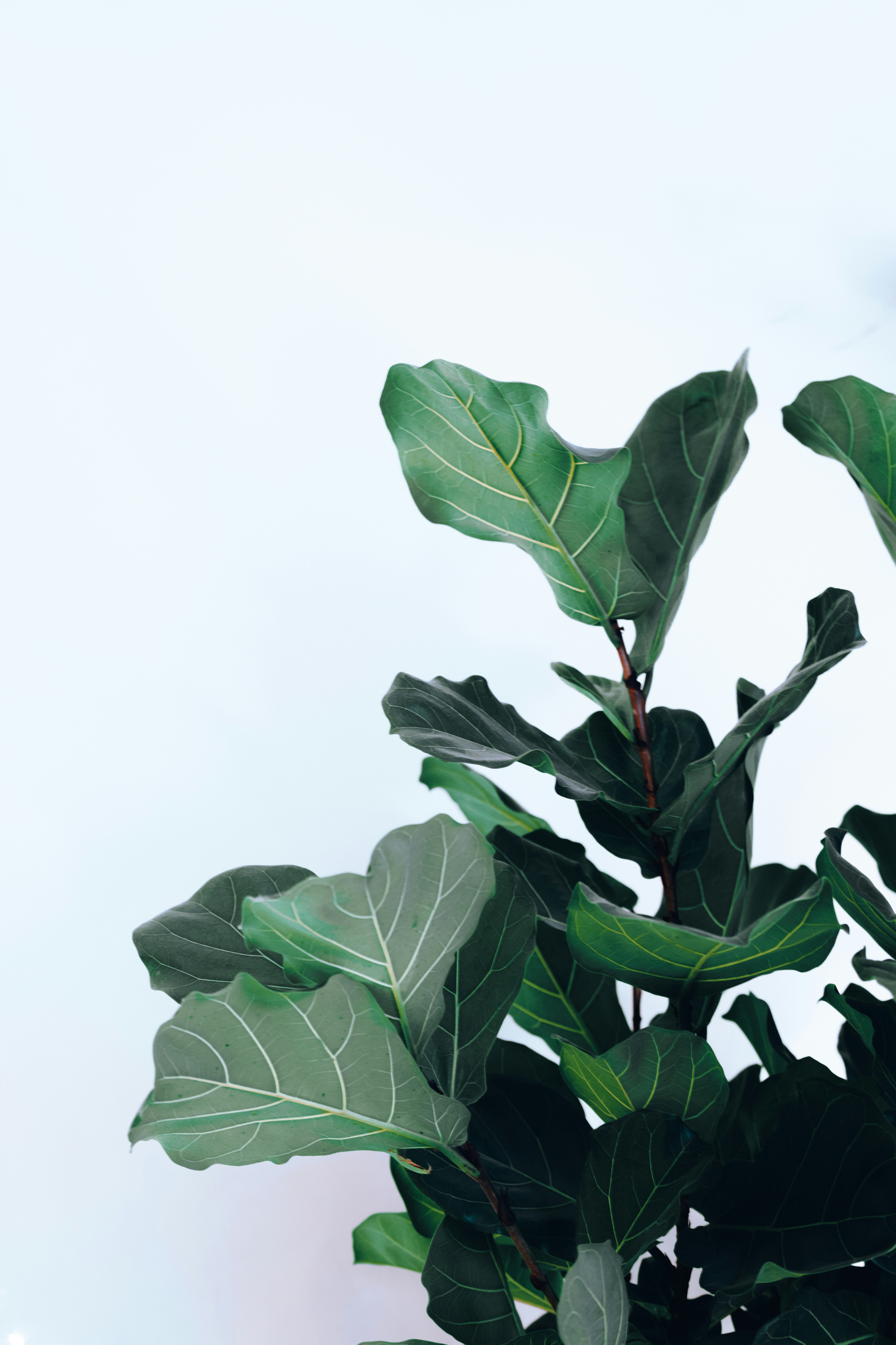 Elegant Fiddle Leaf Fig