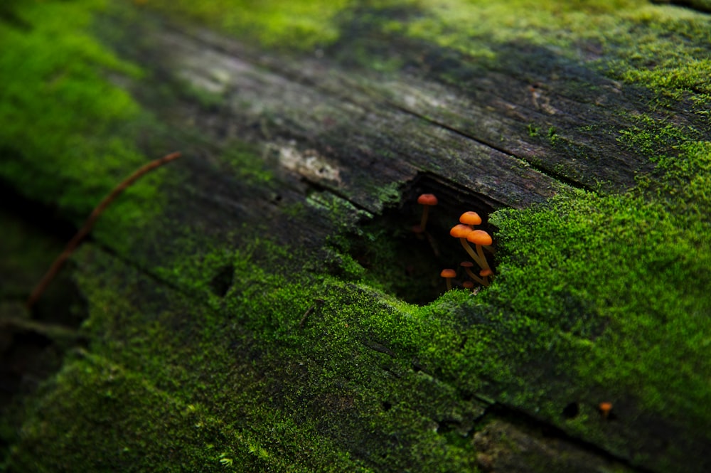 a close up of a piece of wood with moss growing on it