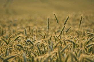 Golden grains of wheat shining under soft natural light.