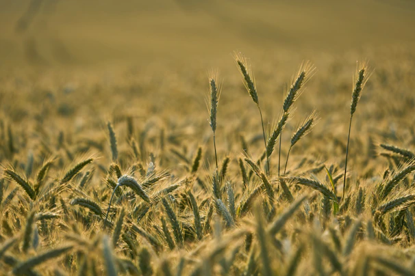 Golden grains of wheat shining under soft natural light.