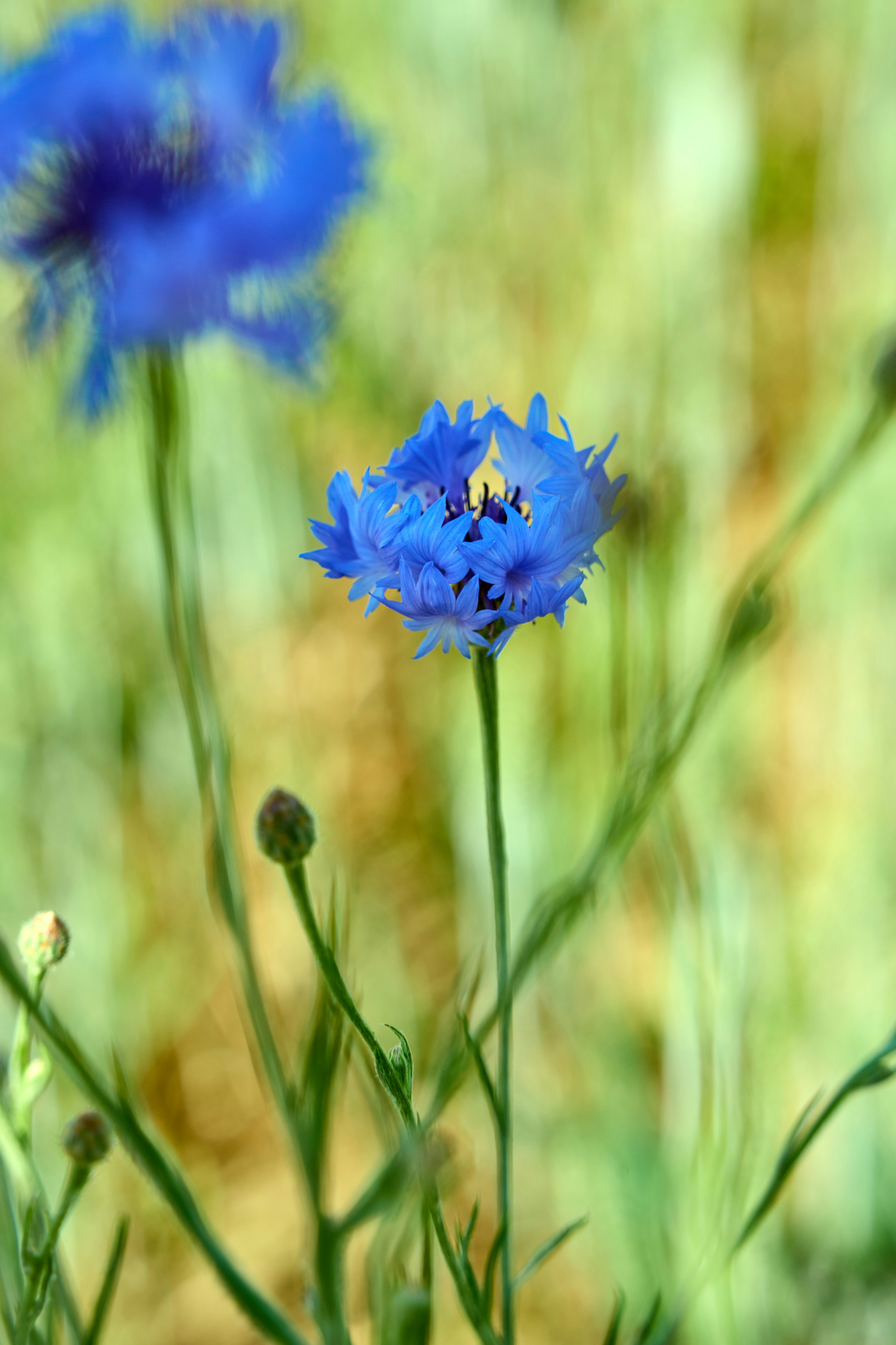 Photo by wolfgang_hasselmann