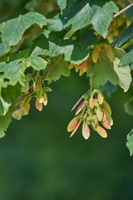 A close-up of green maple leaves and clusters of maple samaras, also known as keys or helicopters, with a backdrop of lush green foliage.