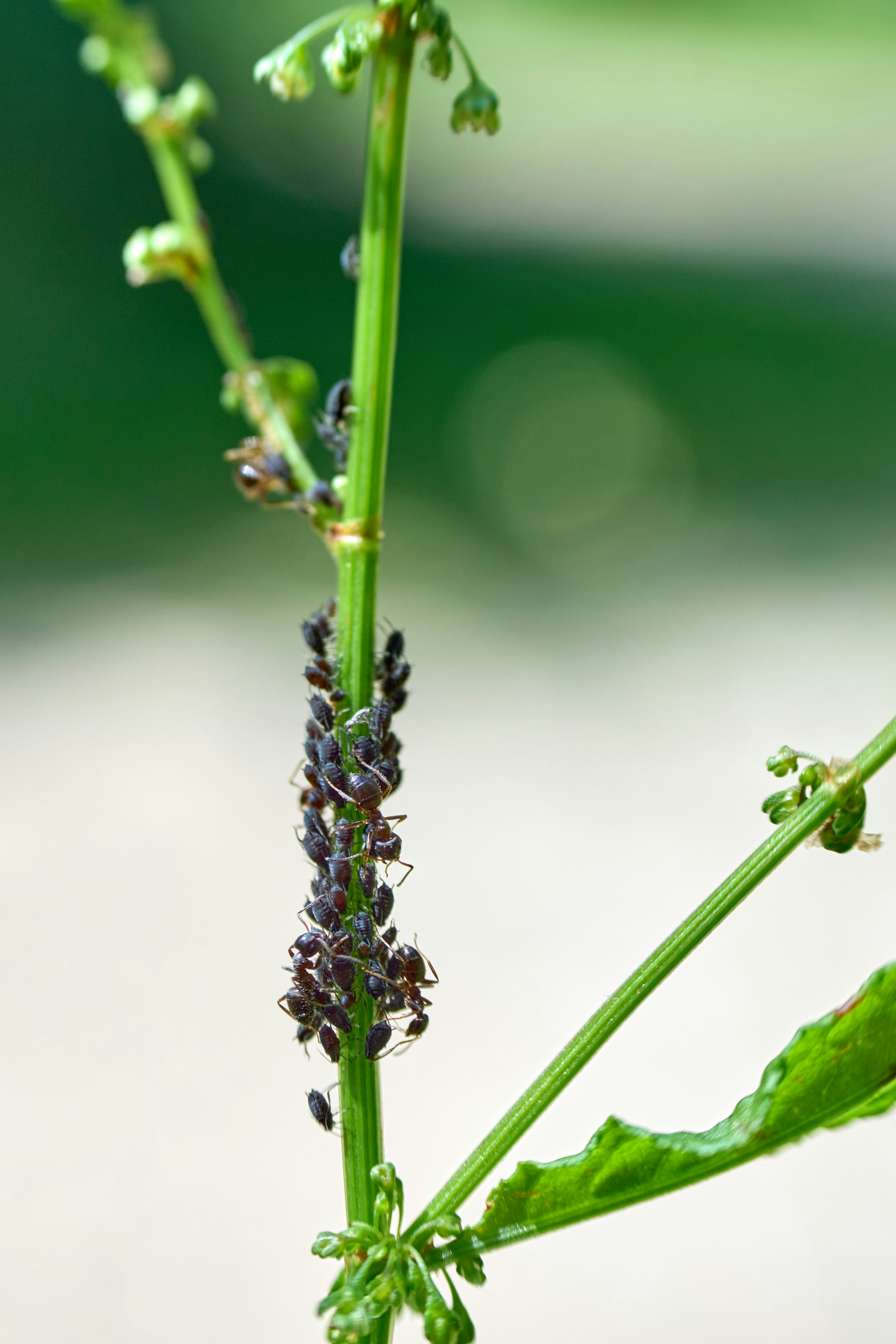 Photo by wolfgang_hasselmann