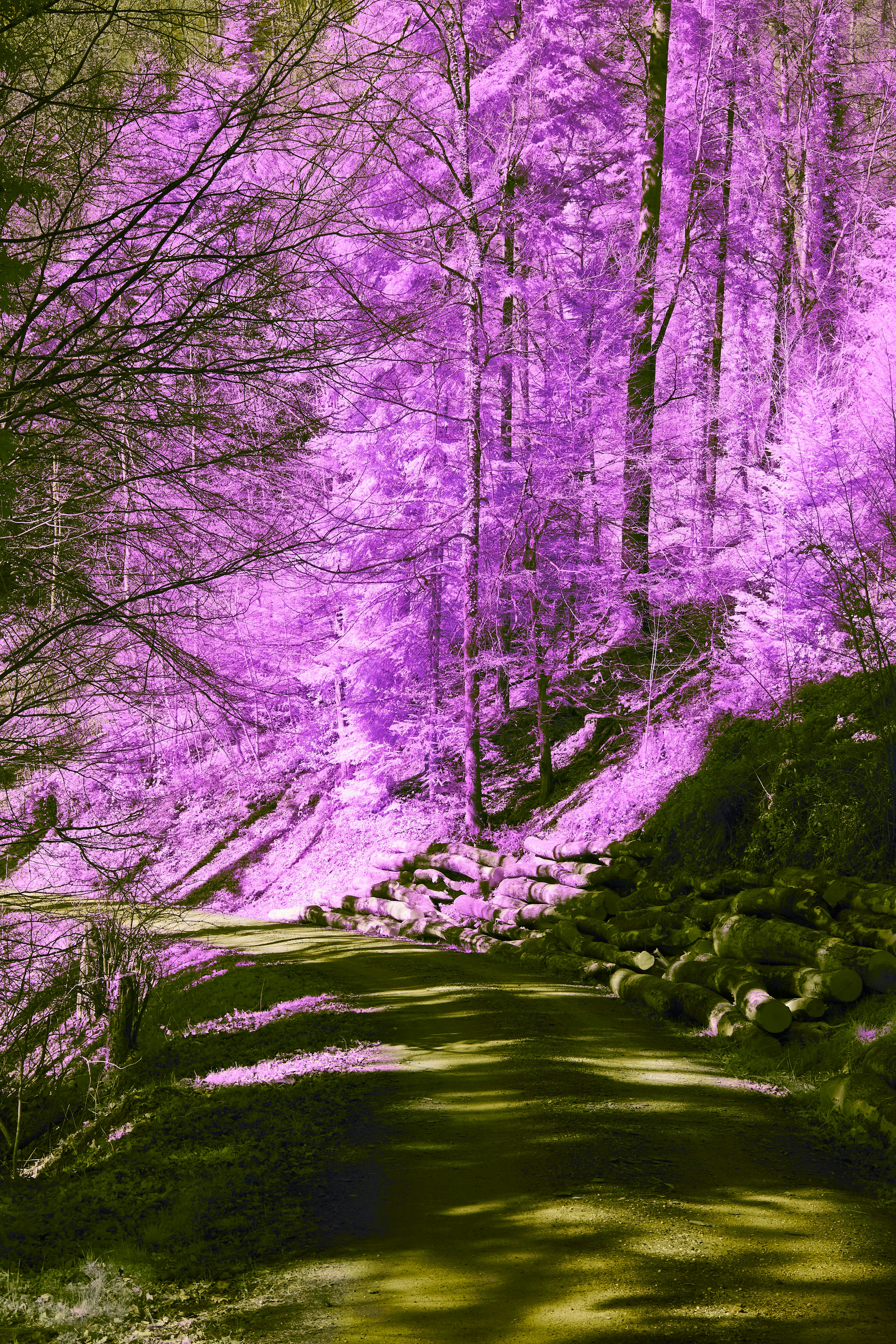 Photo by wolfgang_hasselmann