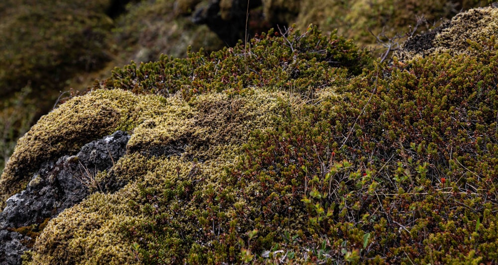 a close up of moss growing on a rock