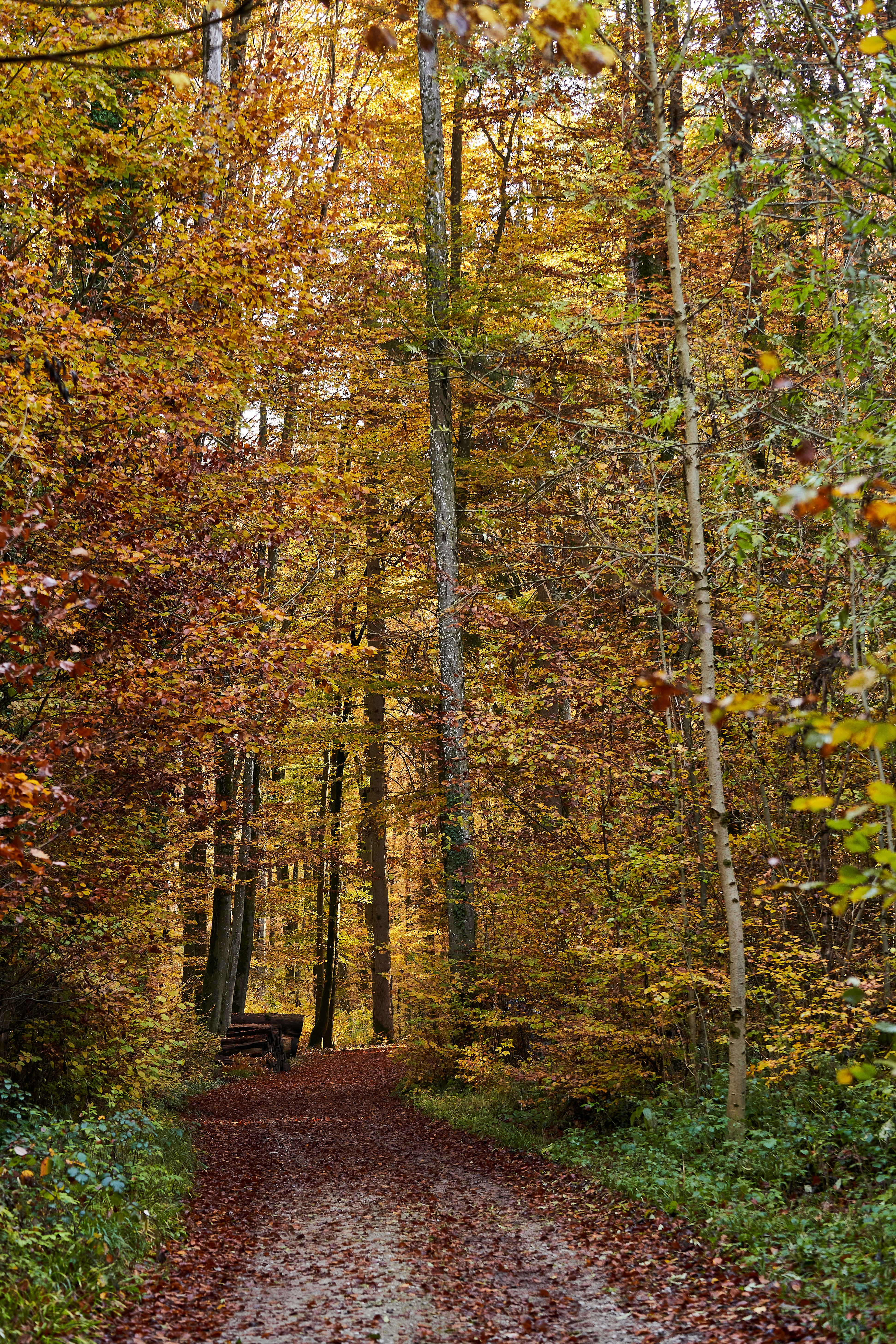 Photo by wolfgang_hasselmann