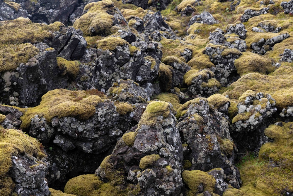 a large group of rocks covered in moss