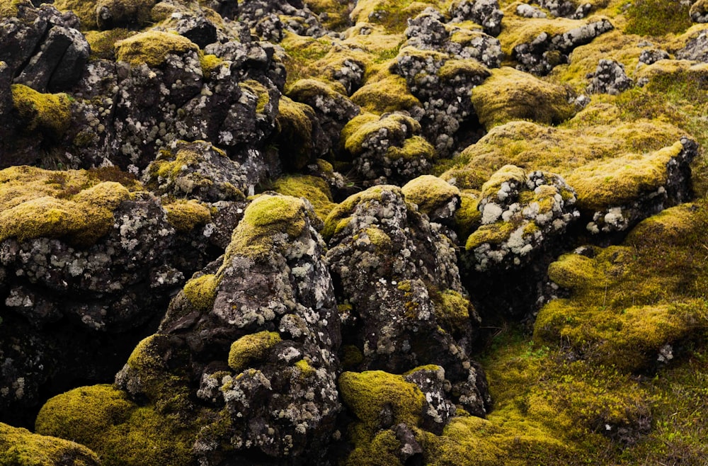 a large group of rocks covered in moss