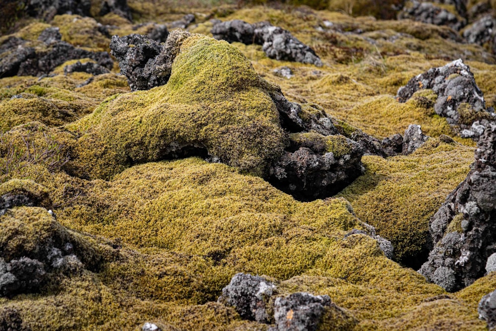 moss growing on rocks in the middle of a field