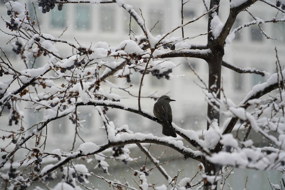 a bird is sitting on a snowy branch