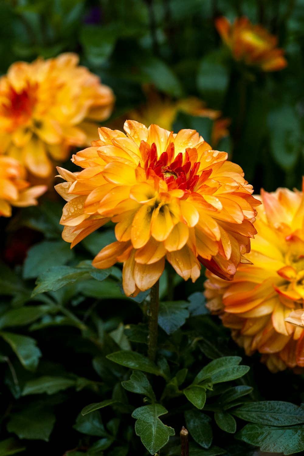 a close up of a bunch of flowers in a field