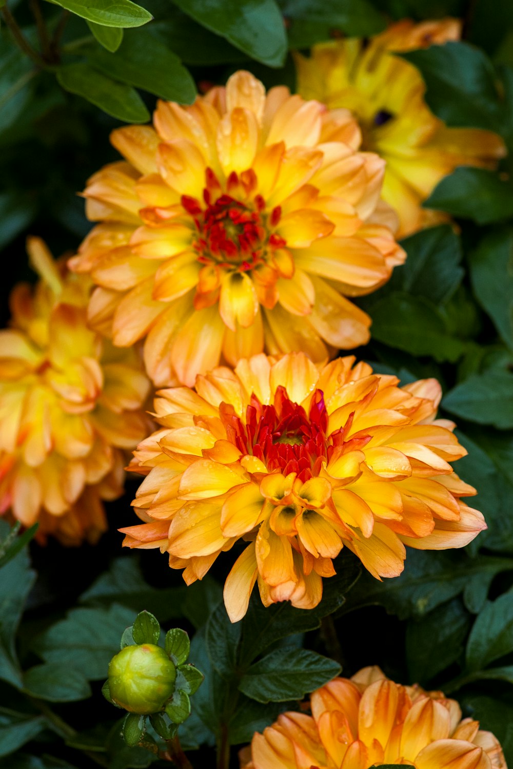 a group of orange flowers with green leaves