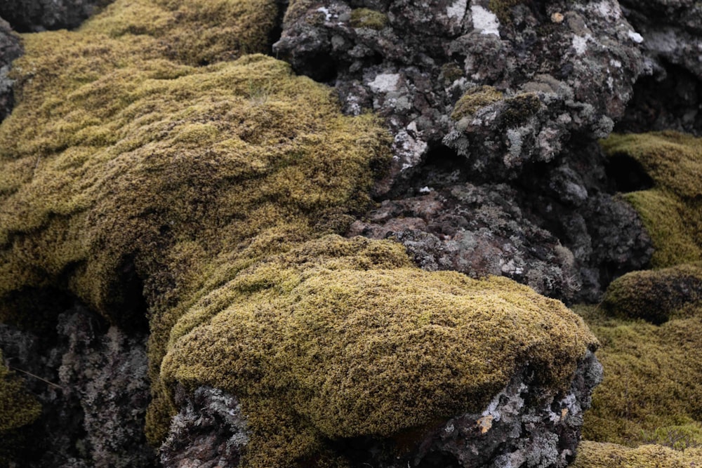 un gros plan de mousse poussant sur des rochers