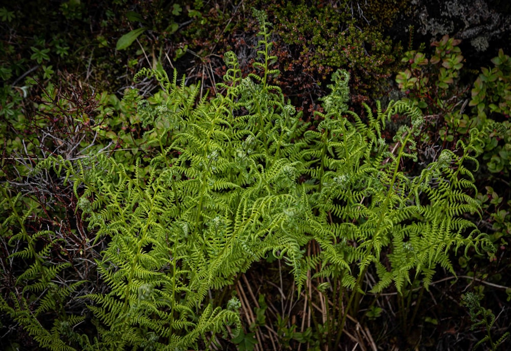 una planta que crece fuera de la tierra