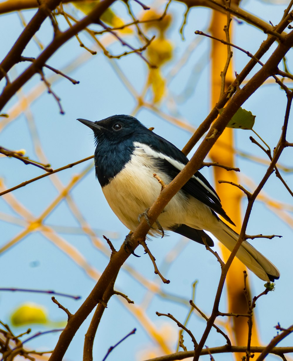 a black and white bird sitting on a tree branch