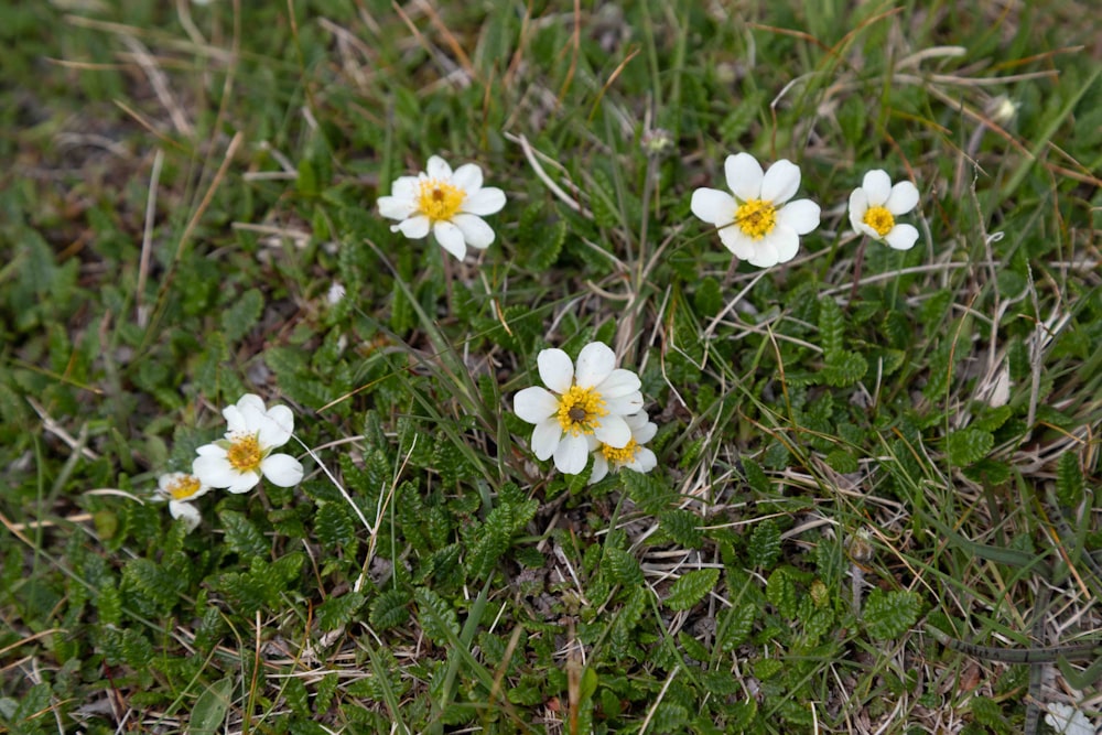 un groupe de petites fleurs blanches assises au sommet d’un champ verdoyant