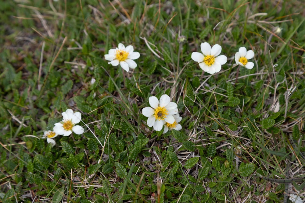 un grupo de pequeñas flores blancas sentadas en la parte superior de un exuberante campo verde