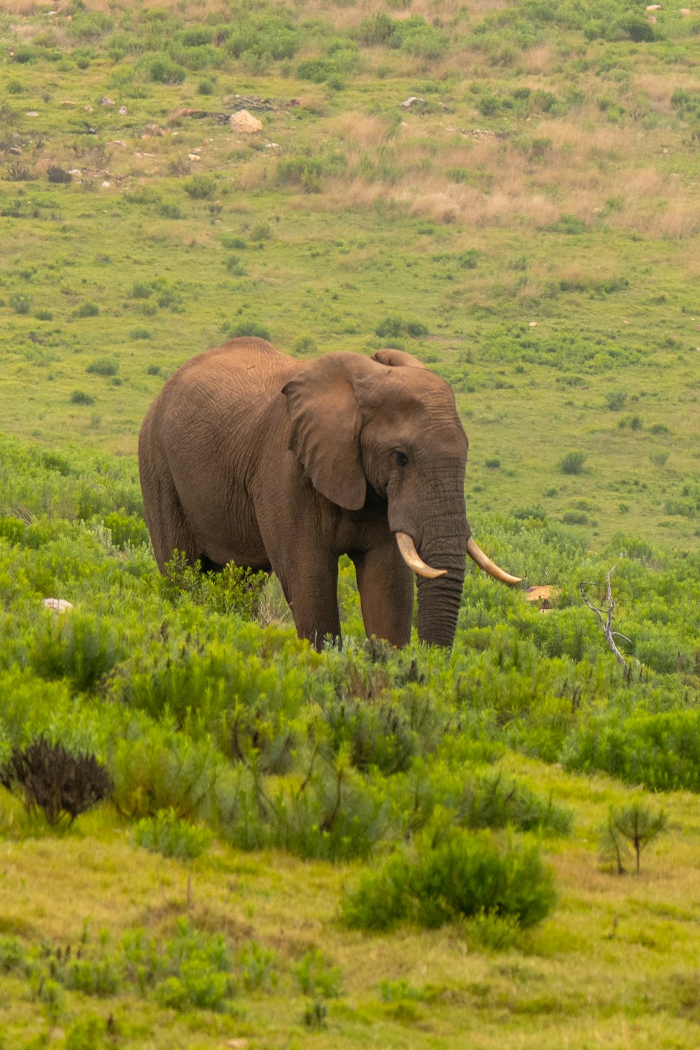 an elephant walking through a lush green field