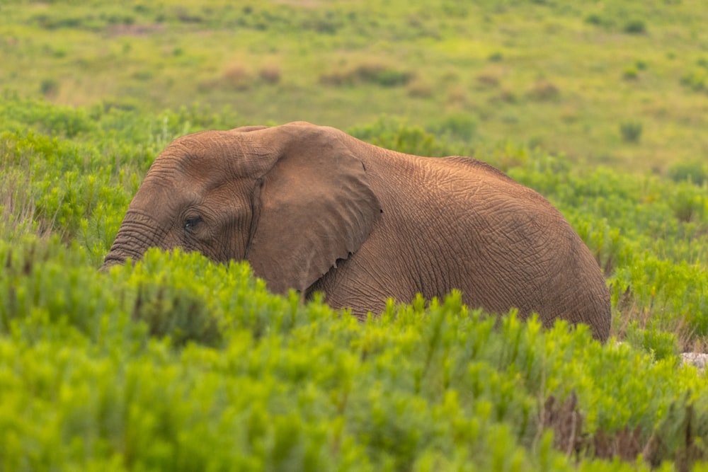 an elephant walking through a lush green field