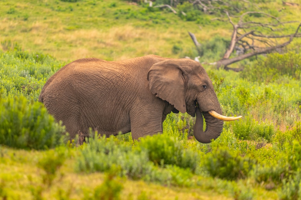 a large elephant standing in a lush green field