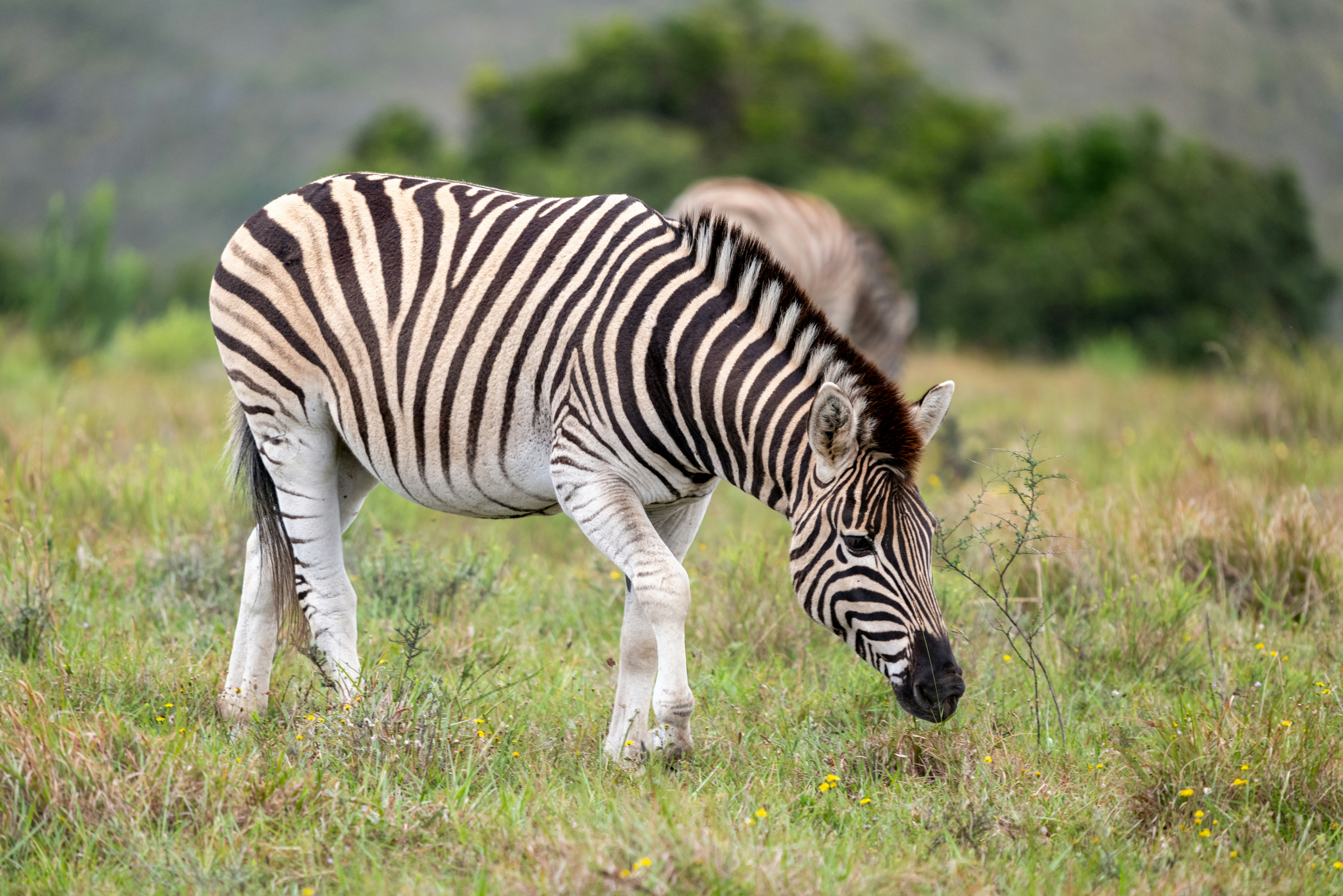 Photo by mwesselmann