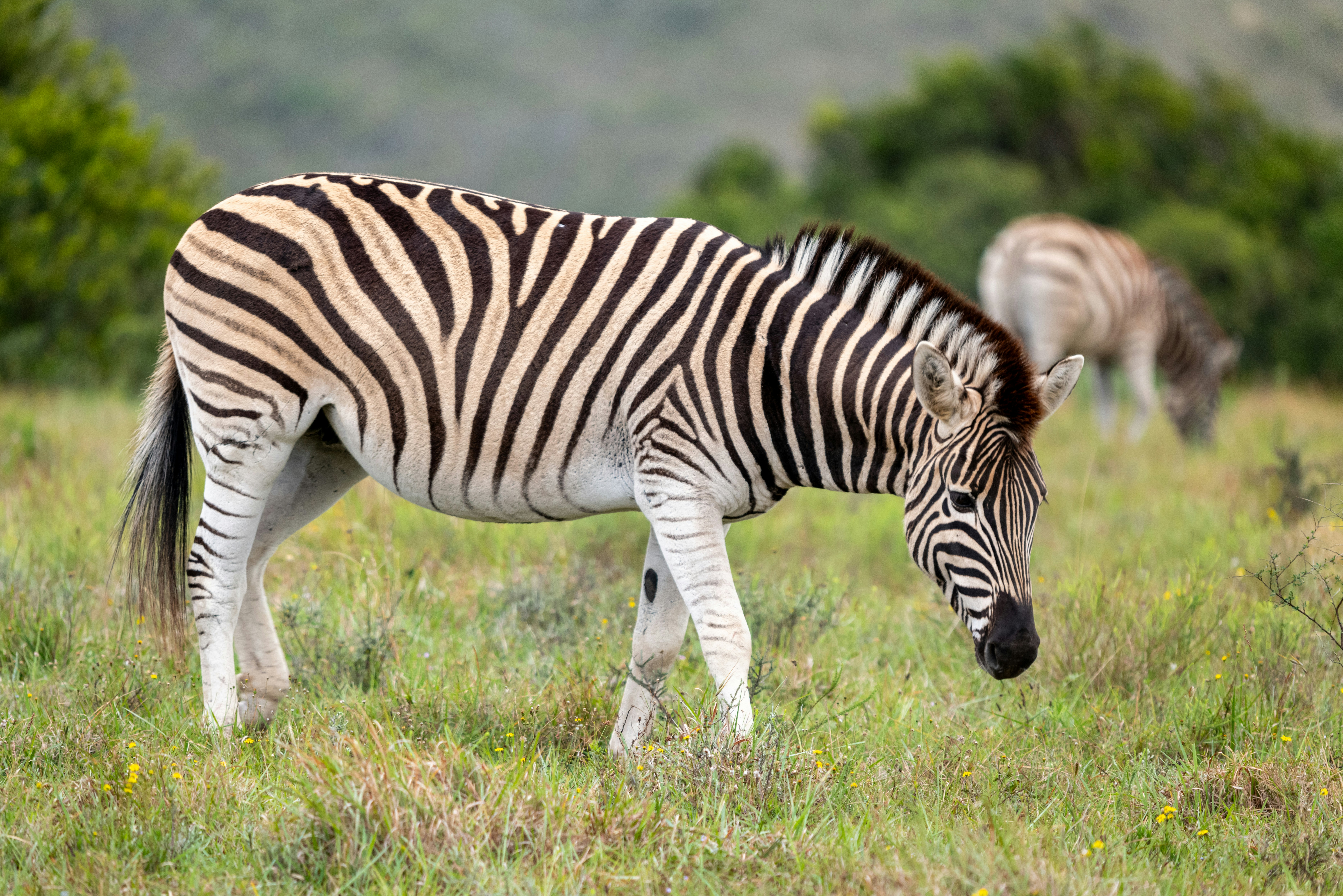 Photo by mwesselmann