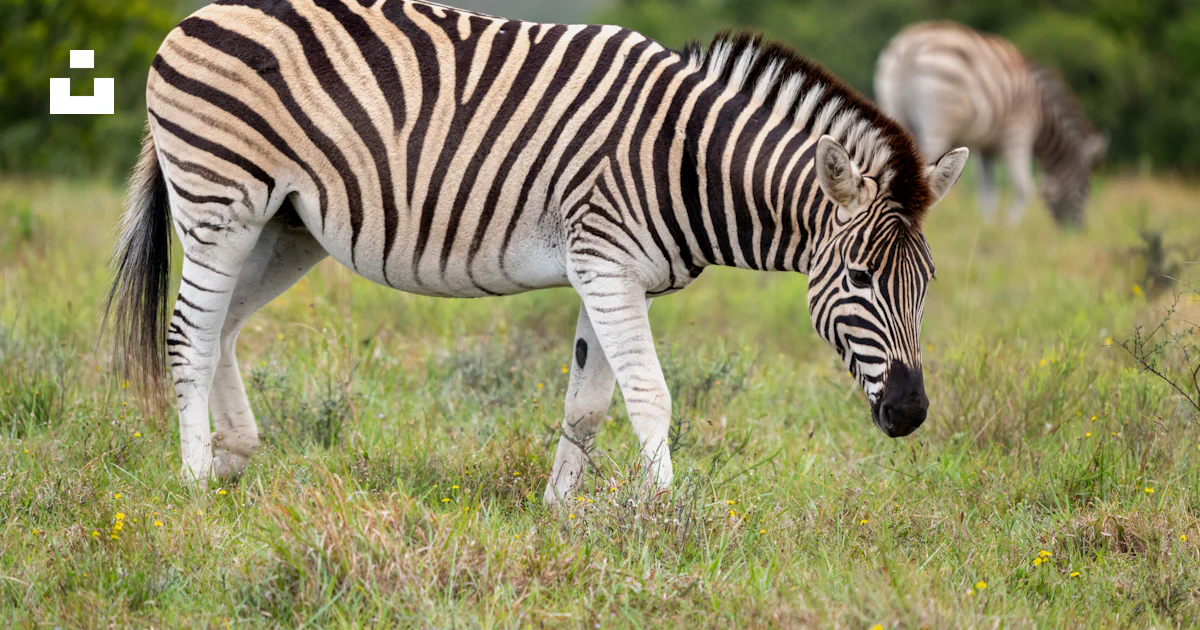 A Zebra Standing On Top Of A Lush Green Field Photo Free Lalibela a-zebra-standing-on-top-of-a-lush-green-field-photo-free-lalibela