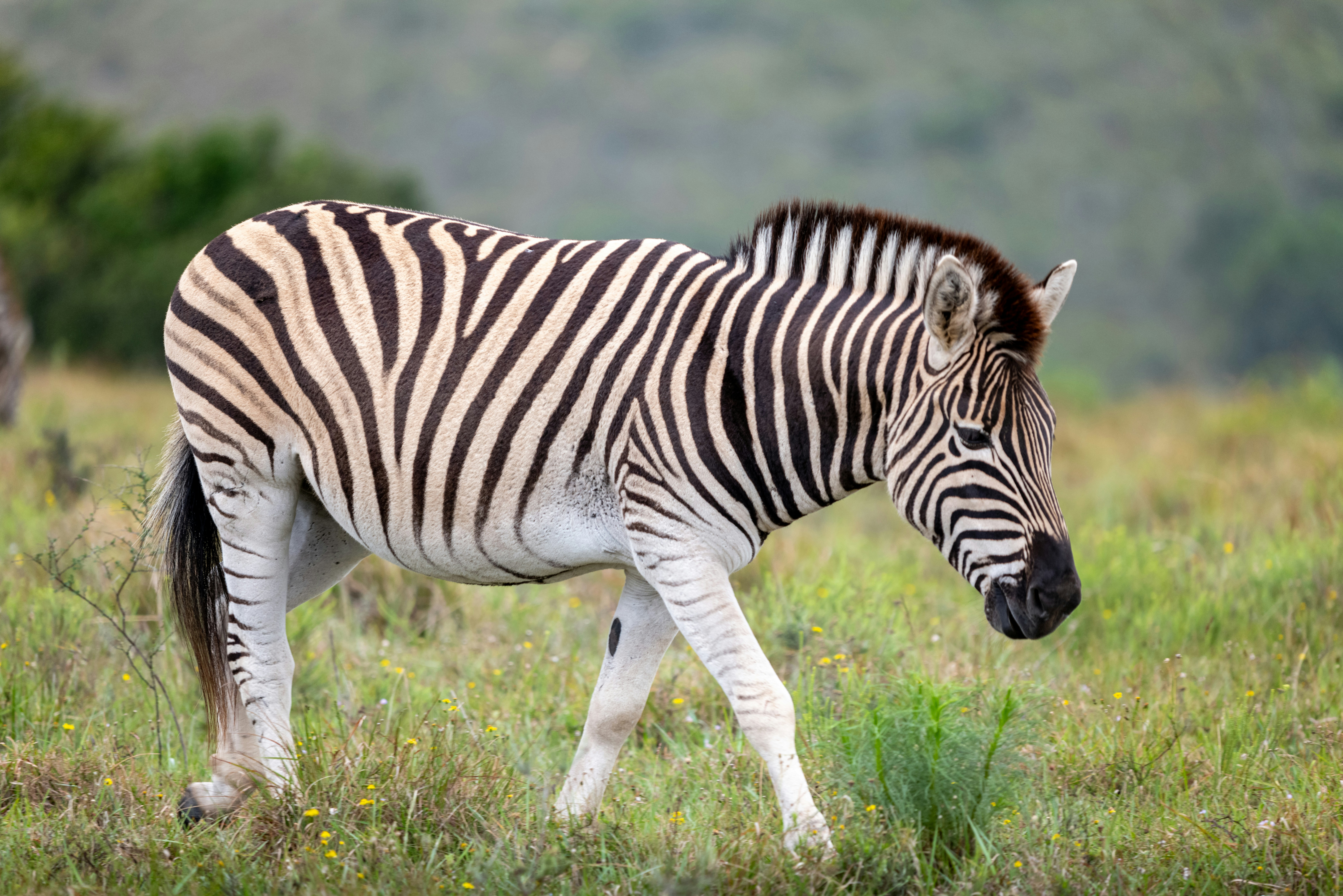 Photo by mwesselmann