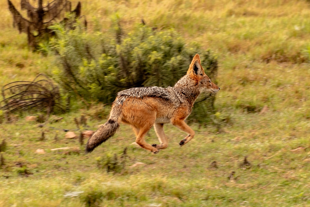 un animale marrone e nero che corre attraverso un campo