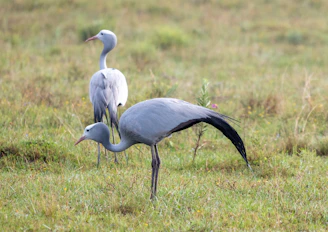A serene scene featuring a red-crowned crane standing gracefully near a welcoming pine tree under a sky inspired by Tai Chi symbols.