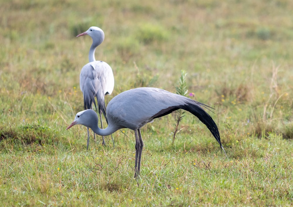 un couple d’oiseaux qui se tiennent dans l’herbe
