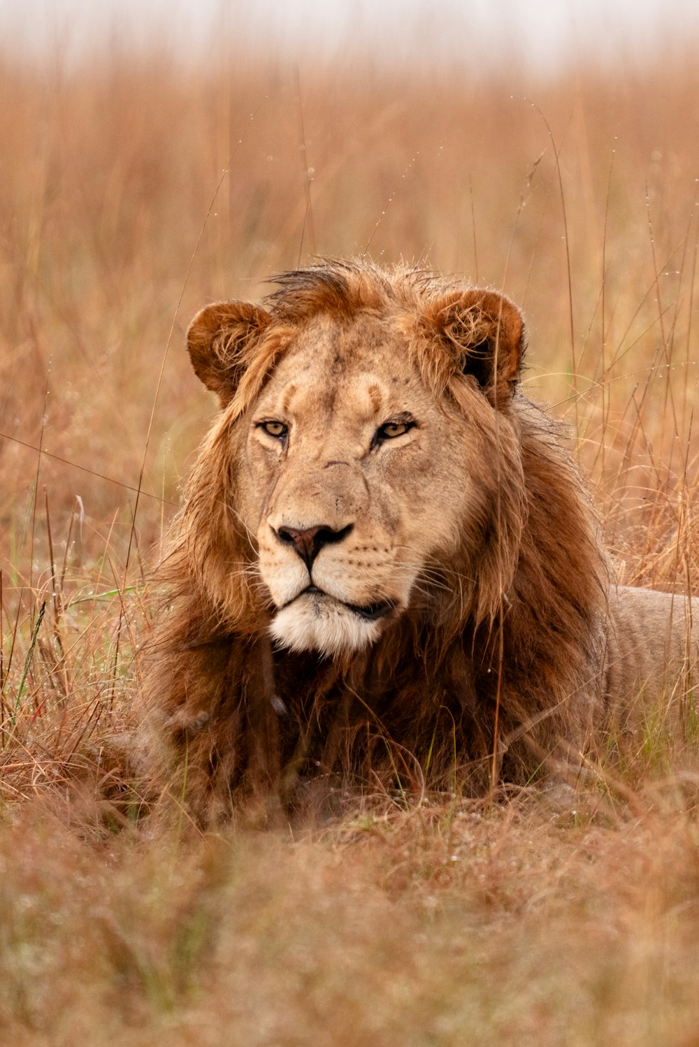 a lion laying down in a field of tall grass