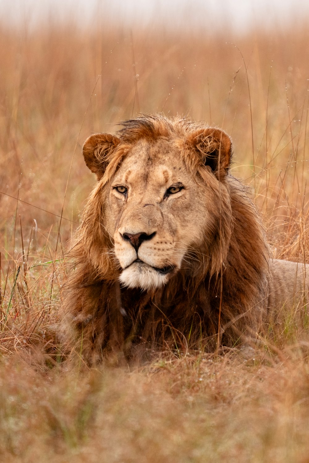 un león acostado en un campo de hierba alta