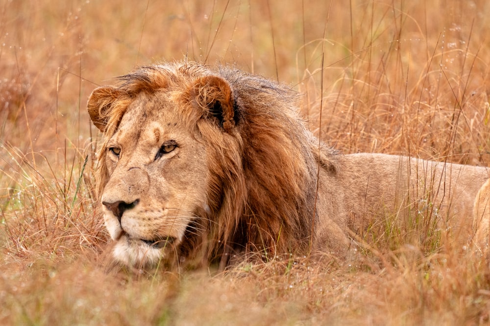 a lion laying down in a field of tall grass