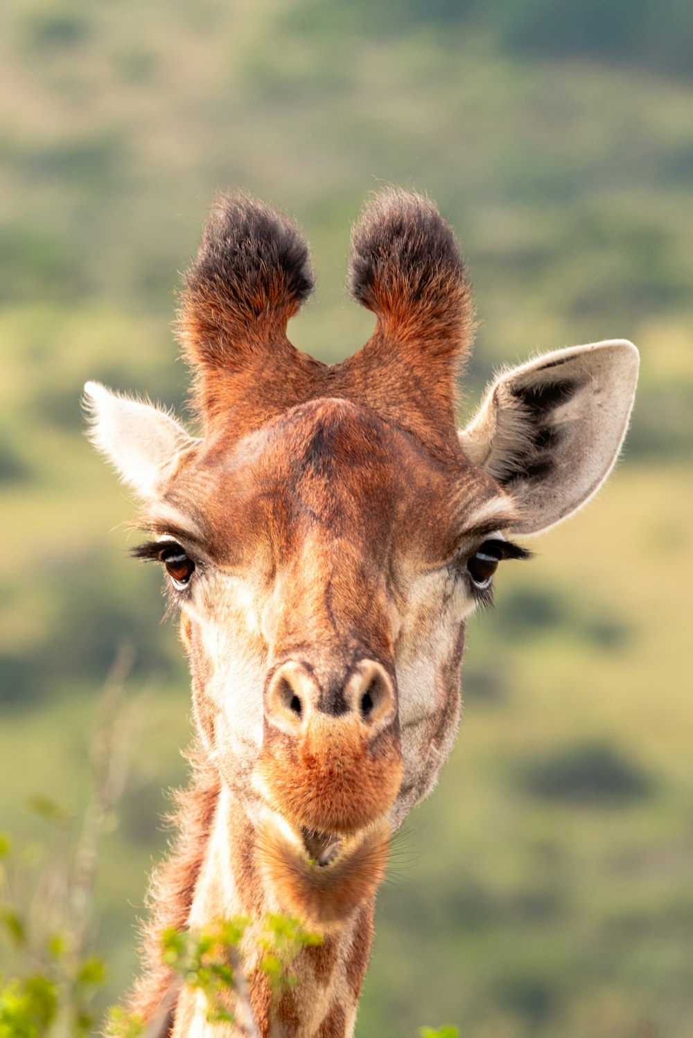 a close up of a giraffe's face with a blurry background