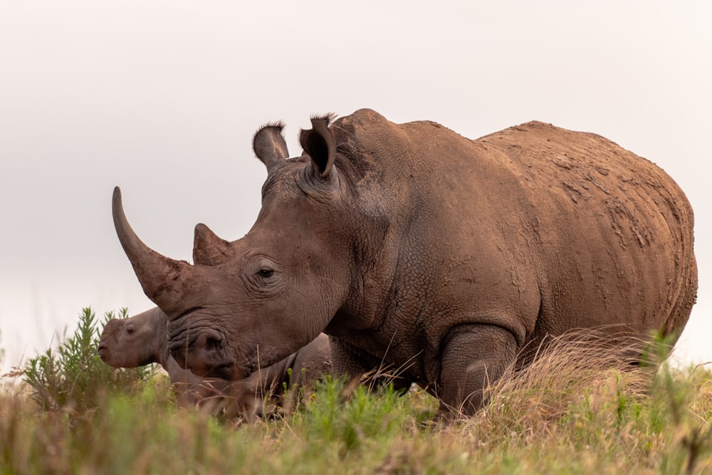 um casal de rinocerontes que estão de pé na grama