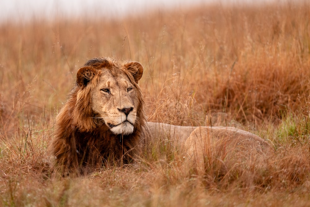 un león tendido en un campo de hierba alta