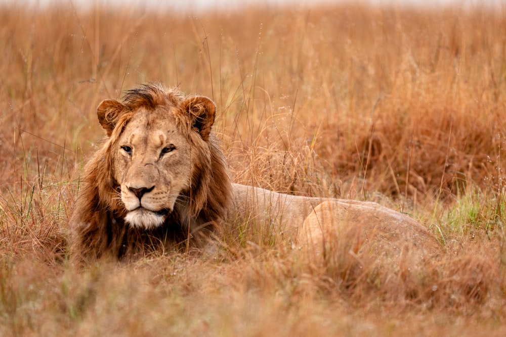 un leone sdraiato in un campo di erba alta