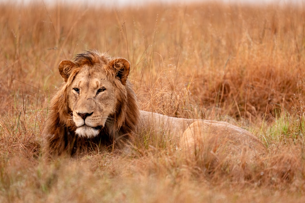 a lion laying in a field of tall grass