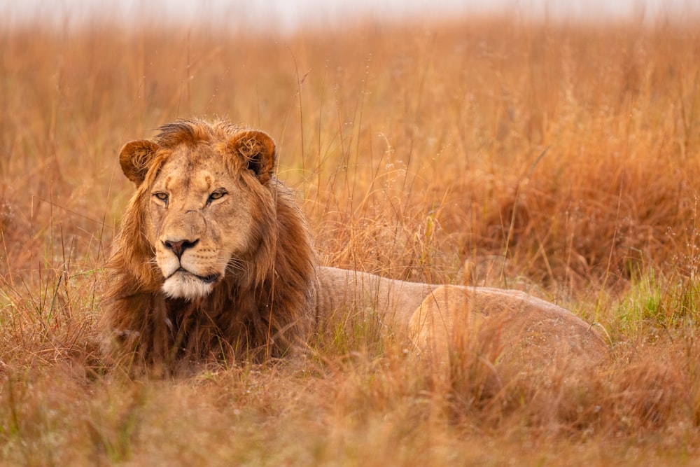 a lion laying in a field of tall grass