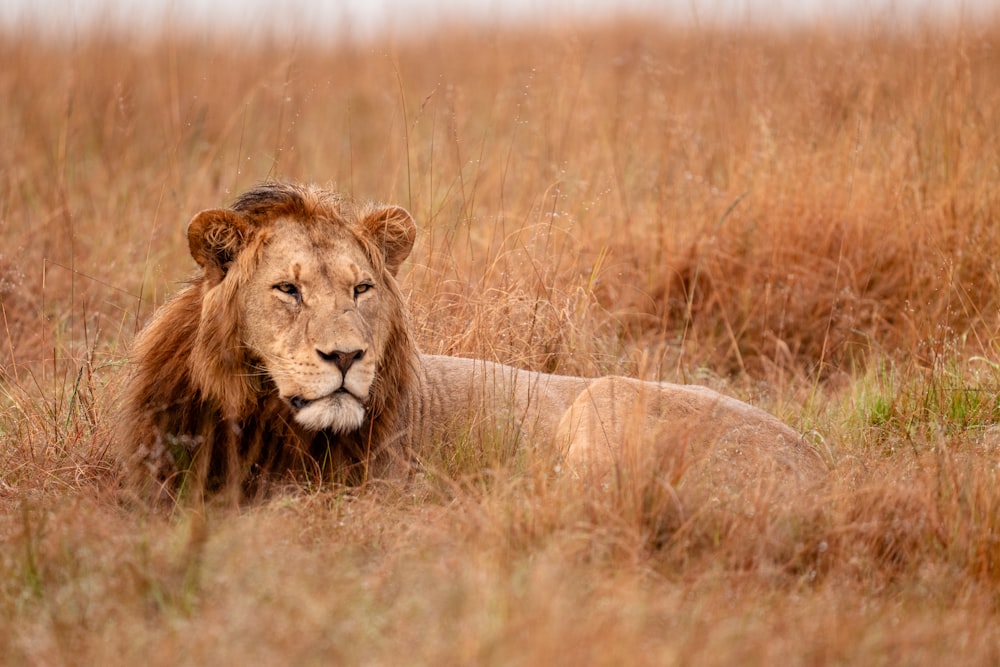 a lion laying in a field of tall grass