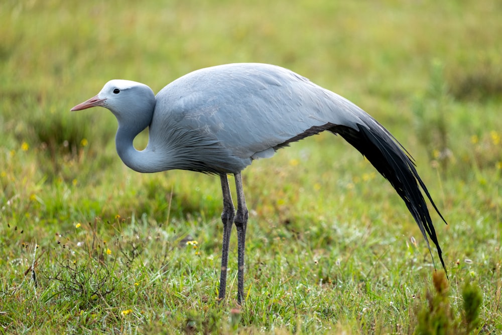 a large bird with a long neck standing in the grass