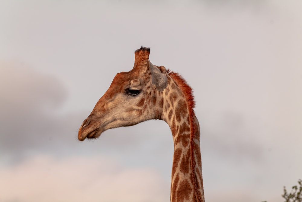 a close up of a giraffe's head and neck