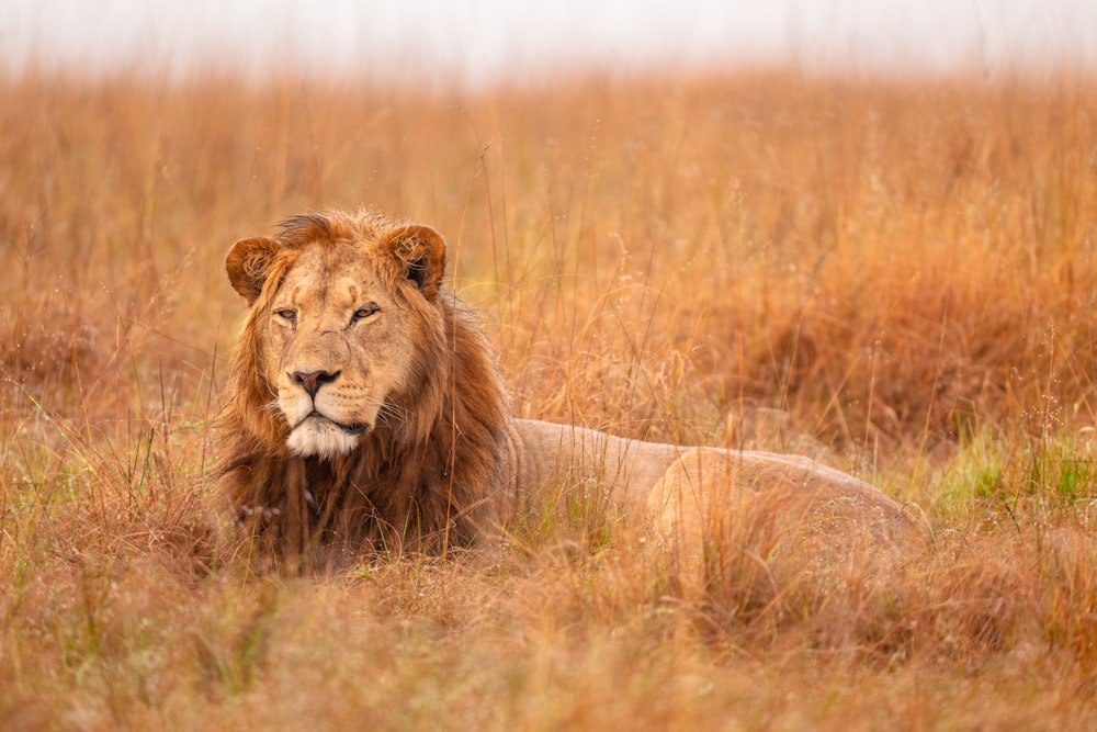 a lion laying down in a field of tall grass