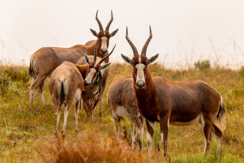 a herd of antelope standing on top of a grass covered field