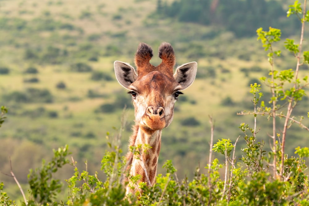 a giraffe standing in a lush green field