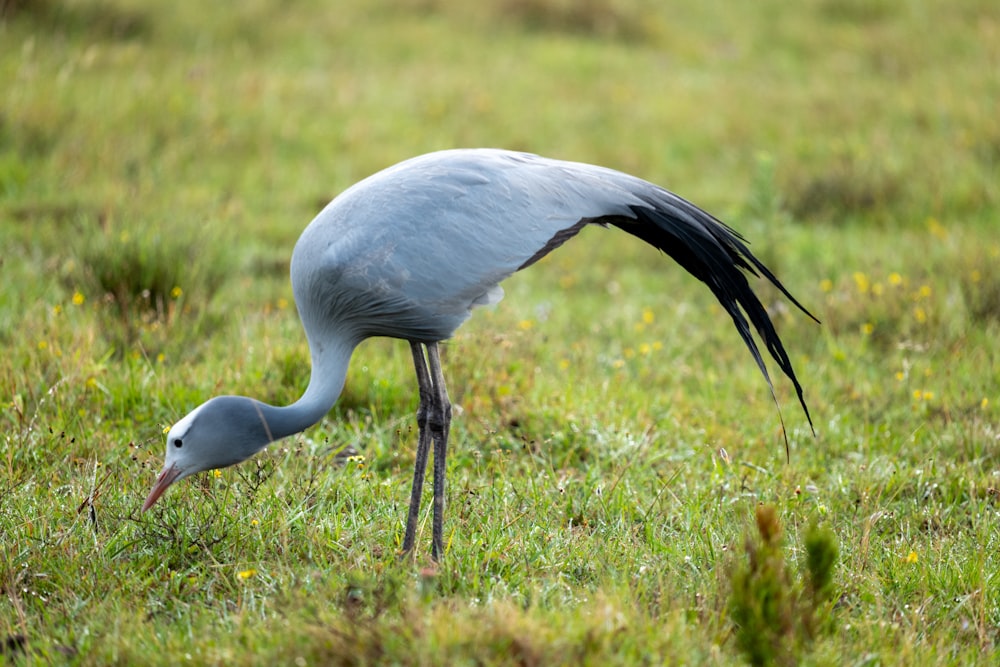 a large bird with a long neck standing in the grass