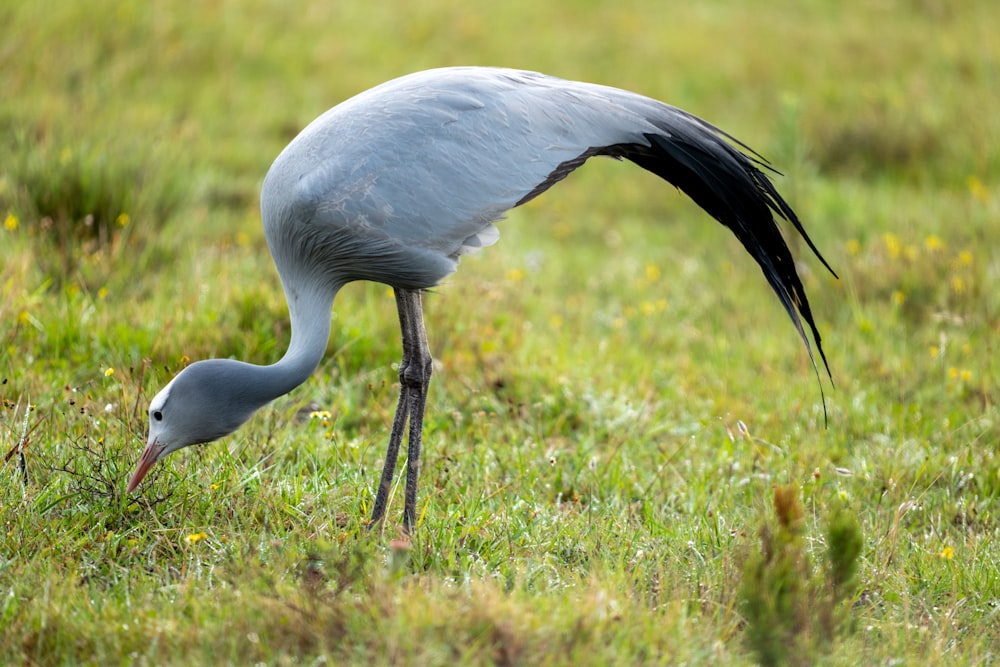 un grand oiseau avec un long cou debout dans l’herbe
