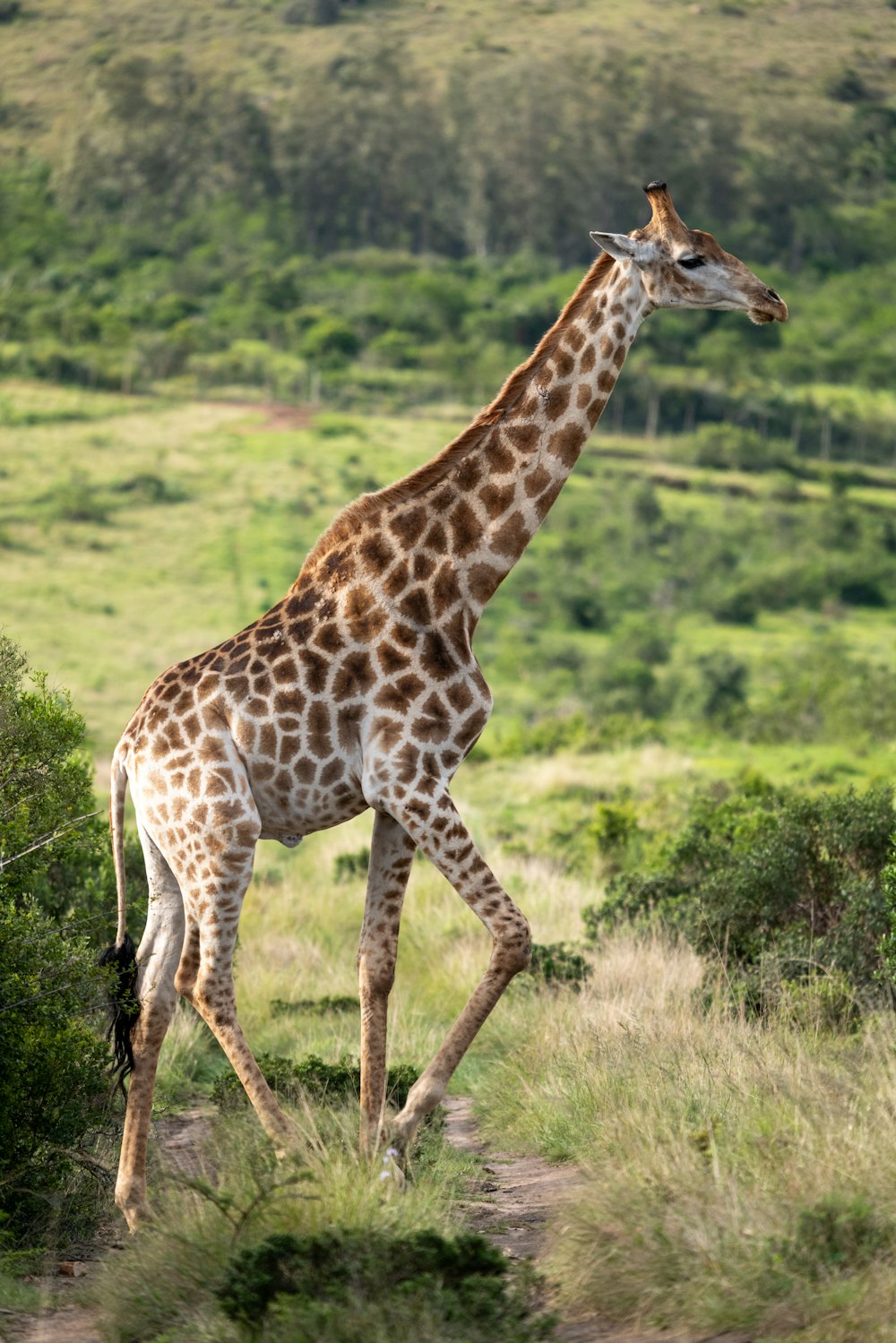 a giraffe walking across a lush green field